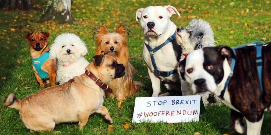 Bella und ihre Freunde machen am Protestmarsch zur Aktion «Wooferendum» mit.