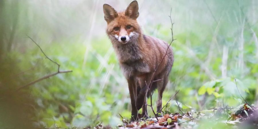 Rotfuchs