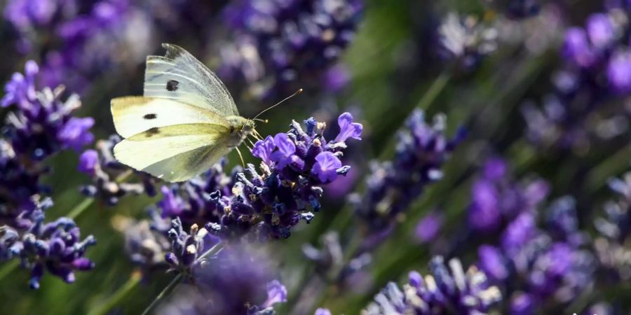 Eine Schmetterling-Art namens Weissling sitzt in einem Lavendelfeld.