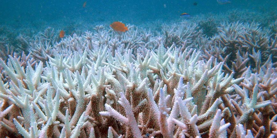 Erster Erfolg in der Ansiedlung gesunder Korallen im Great Barrier Reef wurden erzielt.