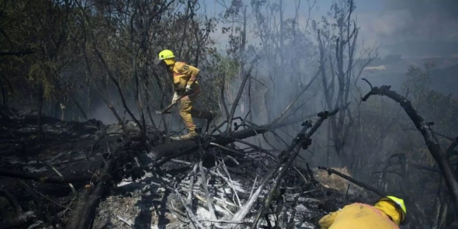 Waldbrand in Neuseeland