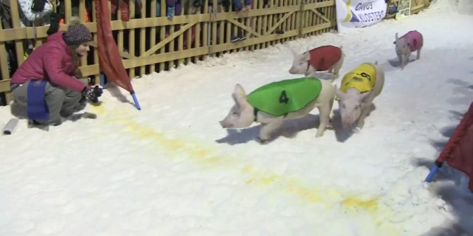 Die Renn-Ferkel überqueren die Ziellinie in Klosters.