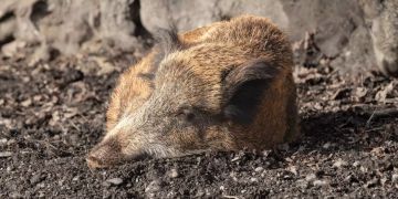 Ein Wildschwein chillt in der Sonne.