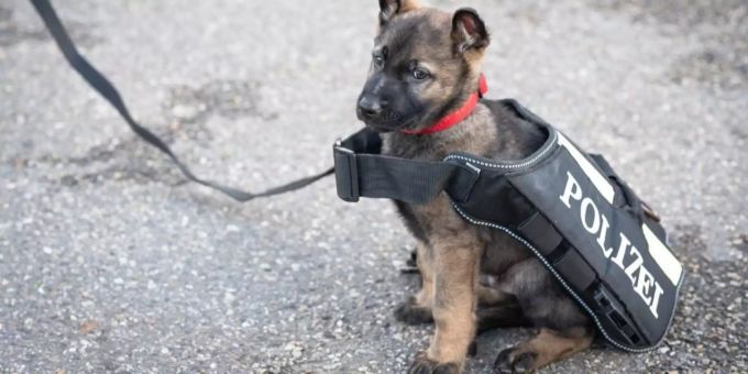 Welpe Ico unterstützt bald die Stadtbasler Polizisten. Welpe Ico unterstützt bald die Stadtbasler Polizisten.