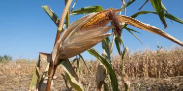 Eine Mais-Pflanze in Hannover.