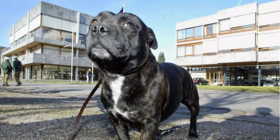 Ein Staffordshire Terrier brachte sein Herrchen hinter Gitter. (Symbolbild)