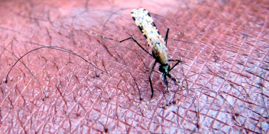 Forscher warnen nach US-Kürzungen vor Millionen neuer Malaria-Fälle.