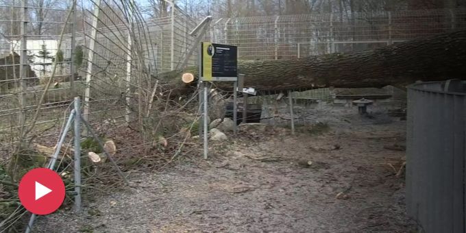 Bärengehege zerstört - «Burglind» wütet auch im Tierpark Dählhölzli