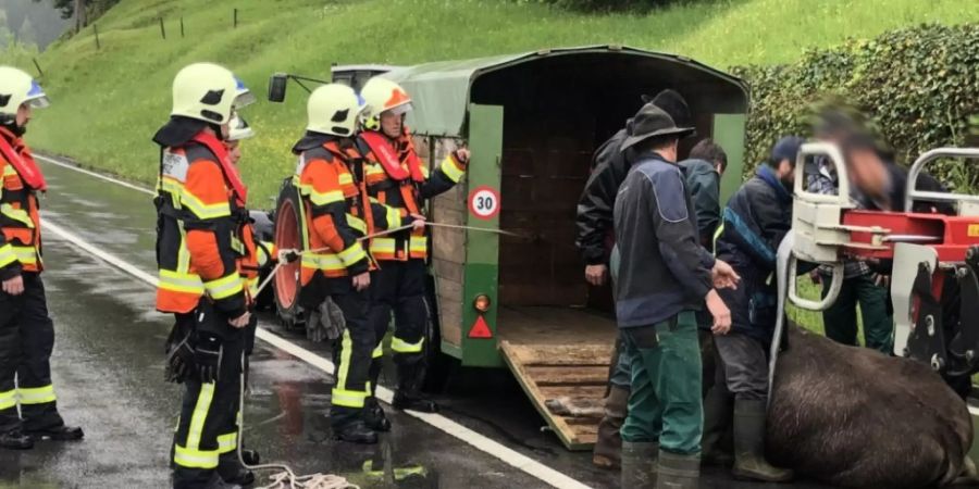 Endlich gefasst: In Lauerz ist ein Rind durchgebrannt und hat einen Rentner verletzt.
