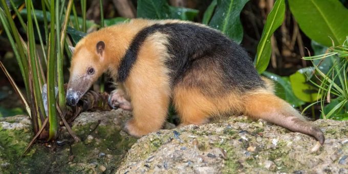 Mit 20 Jahren - Ameisenbär Lorenzo im Zoo Zürich gestorben