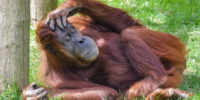 Nicht nur Orang-Utans finden mit Zims passende Partner. Orang-Utan