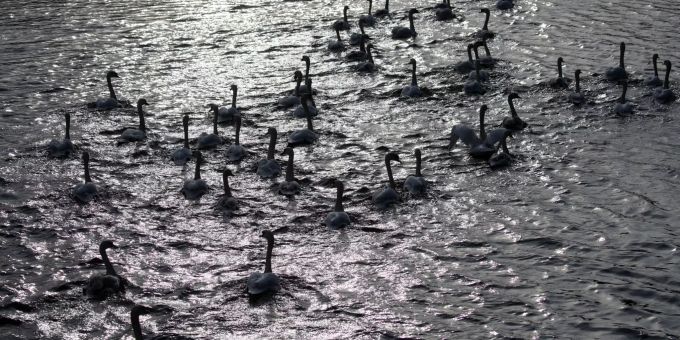 Hamburgs Schwäne sind wieder zurück auf der Aussenalster. hamburg schwäne