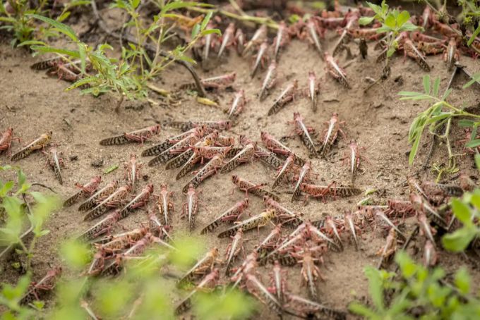 Hunderte Millionen von Heuschrecken belästigen Afrika zurzeit. Afrika Heuschreckenplage