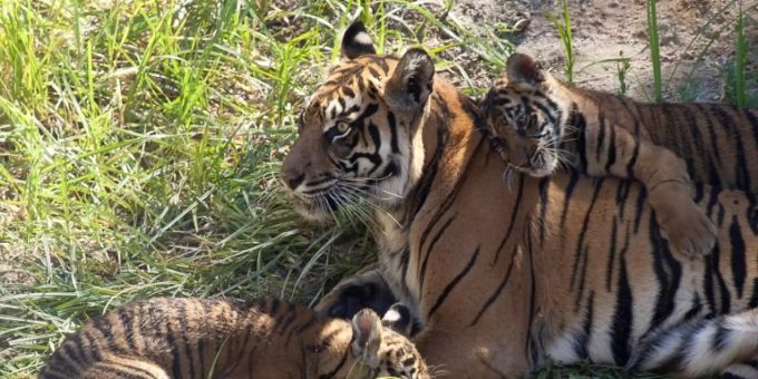 Tiger sollen keine Party-Entertainer sein Tiger sollen keine Party-Entertainer sein