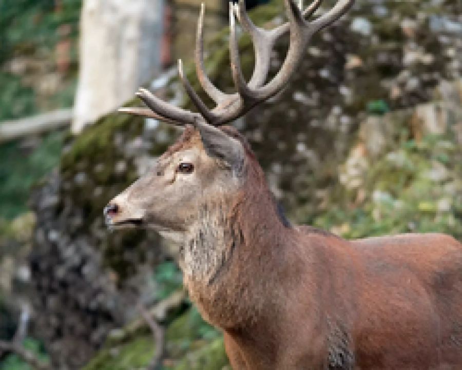 Hirsch