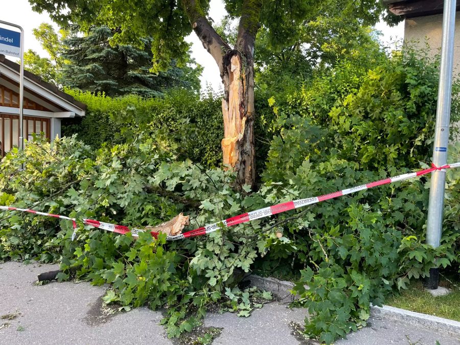 Umgestürzte Bäume.