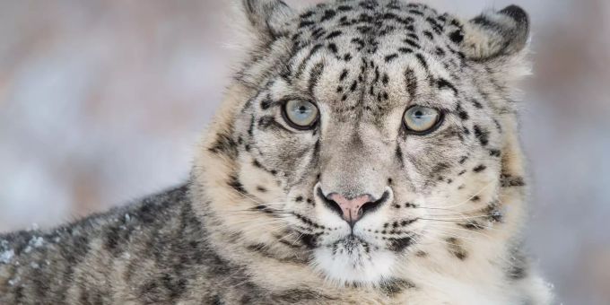 HANDOUT - 02.06.2021, ---: Das von WWF zur Verfugung gestellte Foto zeigt einen Schneeleoparden (genauer Aufnahmeort und -datum unbekannt). WWF warnt vor Artensterben