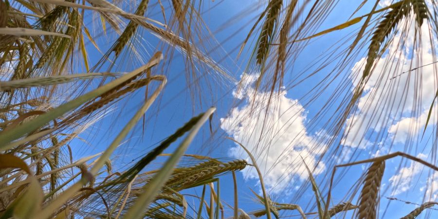 Getreidefeld mit bewölktem Himmel