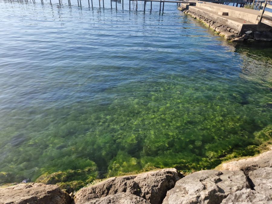 In Schweizer Gewässern hat es derzeit viele Algen, wie hier in Estavayer-le-Lac FR.