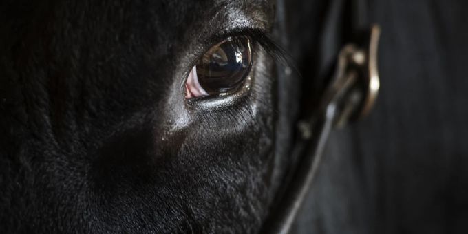 Lyss BE - Stier flieht aus Metzgerei – und wird getötet