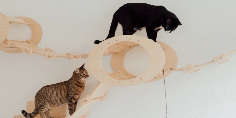 Katzen