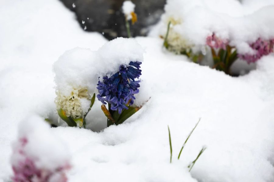 Schnee auf Blumen in Bern am 1. April 2022.