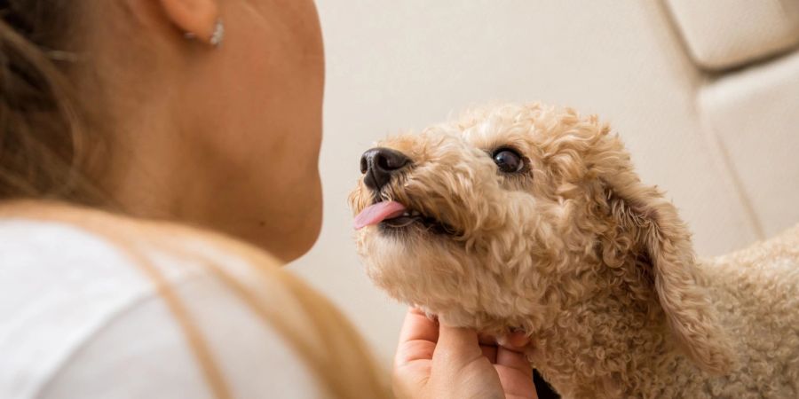 Wenn Hunde sich unwohl fühlen, zeigen sie es auf ihre Art. Hundebesitzer können die Zeichen lesen und ihrem Vierbeiner helfen, sich zu entspannen.