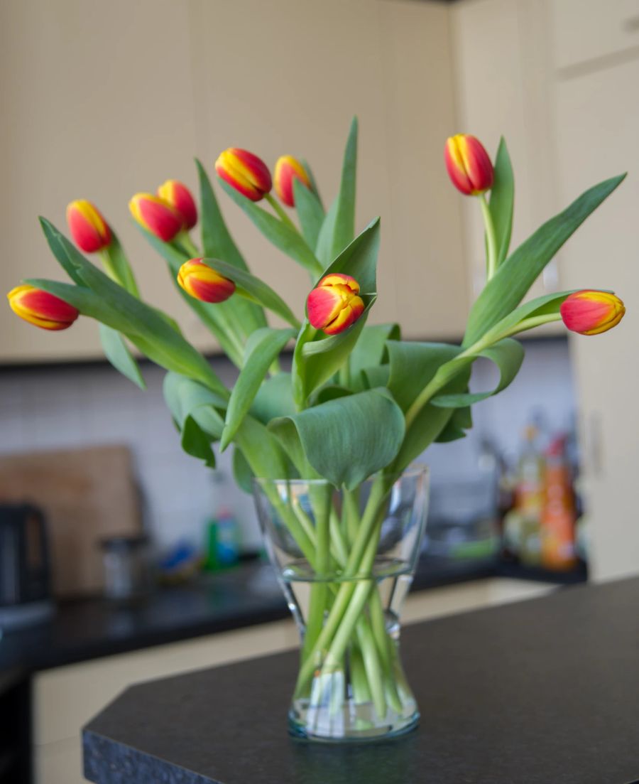 Tulpen Vase rot gelb grün Tisch