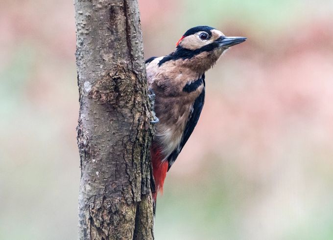 In einem möglichst naturbelassenen, etwas wilden Garten fühlen sich Insekten wohl – und das lockt wiederum Vögel wie den Buntspecht an. Buntspecht Baumstamm