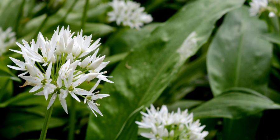 Bärlauch Blüte Blatt