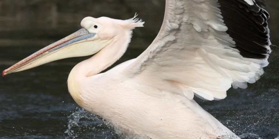 Der Schweizer Tierschutz setzt sich dafür ein, dass Vögeln die Flügel nicht gestutzt werden. (Archivbild)