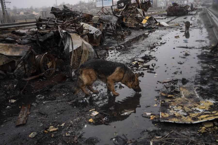 Laut Selenskyj haben sich die Einwohner von Butscha trotz des menschlichen Leids um die obdachlosen Hunde gekümmert.