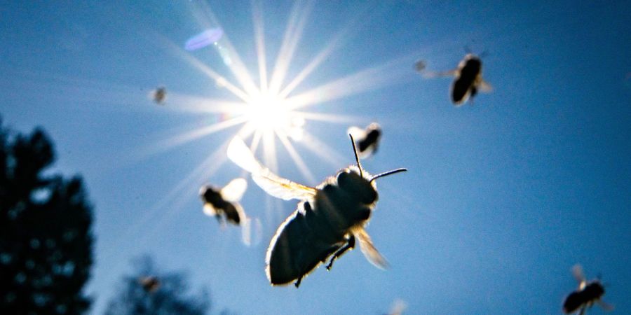 Mini-Wiesen helfen den Insekten.
