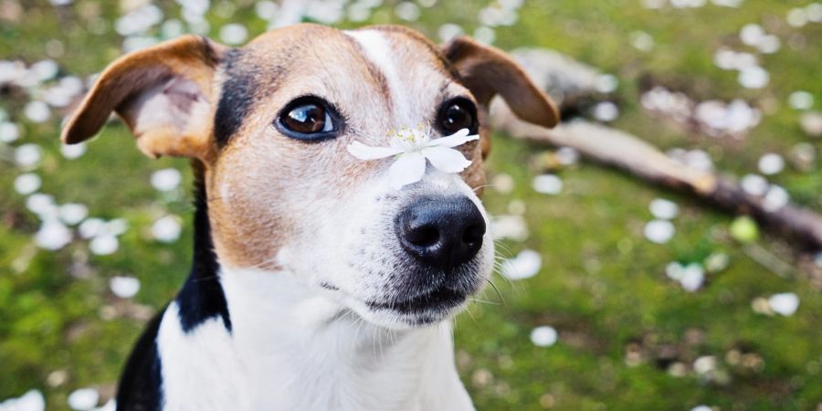 Hund mit Blüte