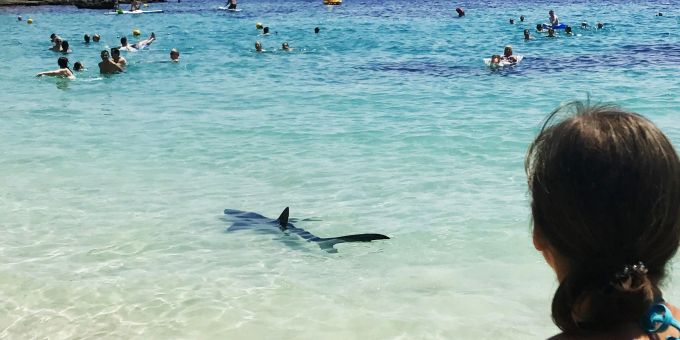 Ein Hai schwimmt durch flaches Wasser auf Mallorca und erschreckt Badegäste. Ein Hai schwimmt durch flaches Wasser auf Mallorca und erschreckt Badegäste.