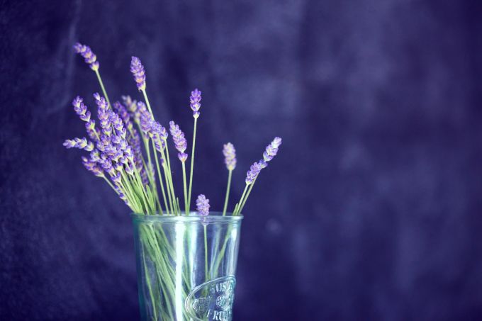 Er duftet gut und kann auch als Tee verwendet werden: Lavendel. Tee Lavendel duften