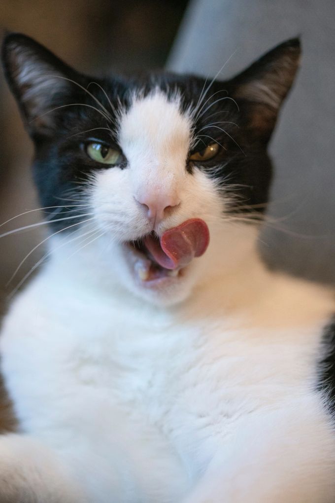 Katzenminze kann beruhigend wirken, aber auch den Appetit anregen. Katze