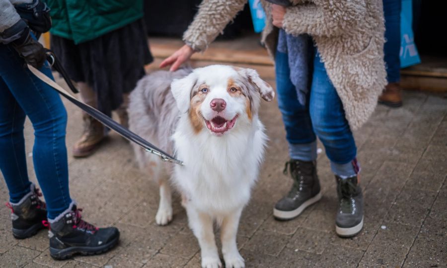 Glücklicher Hund