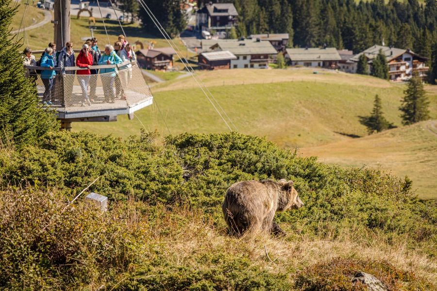 Bär Tierschutz