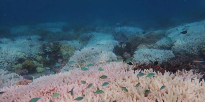 Grossflächige Korallenbleiche, bei der Korallen ihre Farbe verlieren und final absterben, treten insbesondere bei zu hohen Temperaturen auf. korallensterben