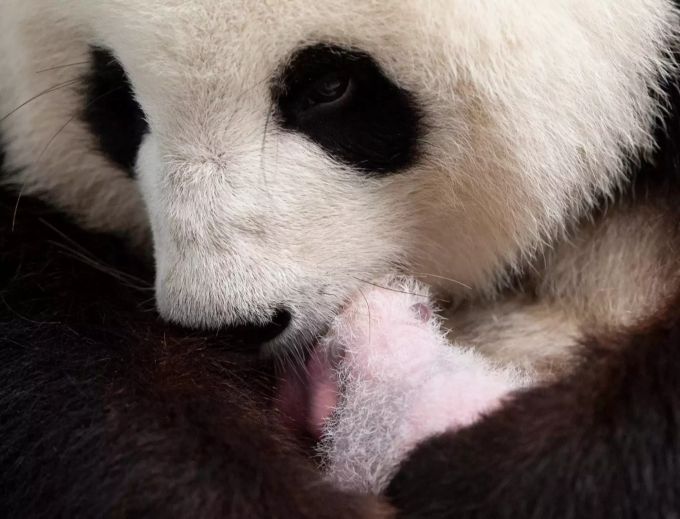 Panda-Weibchen Meng Meng hält ihren Nachwuchs im Arm. Panda-Nachwuchs im Zoo Berlin
