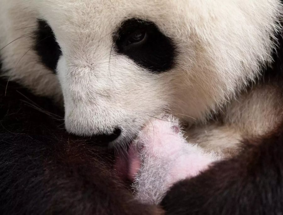 Panda-Nachwuchs im Zoo Berlin