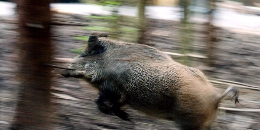 In den letzten zwei Wochen kam es auf Thurgauer Strassen zu über 100 Unfällen mit Tieren. Betroffen waren vorwiegend Wildscheine, Füchse und Rehe. (Symbolbild)