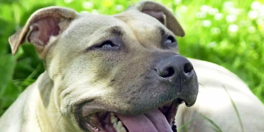 Ein American Staffordshire Terrier. Foto: Peter Förster/zb/dpa