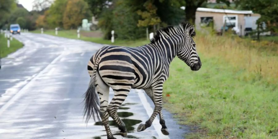 Ausgebüxtes Zebra