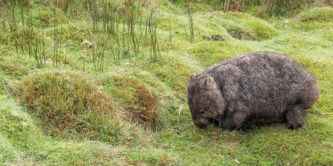 wombats