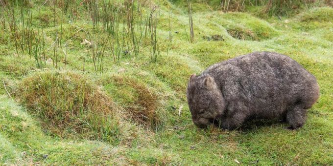 Wombats sind in Australien lebende Beutelsäuger. (Archivbild) wombats