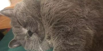 Kater
