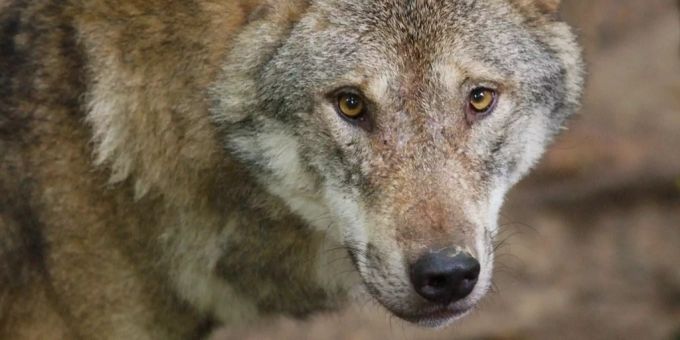 In Fotofalle getappt - Wolf reisst bei Rossrüti SG Schaf und Reh