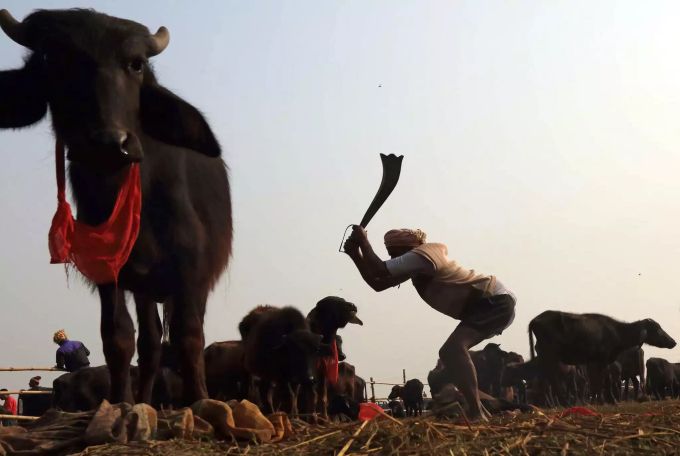 Ein Schlachter tötet für die Opferzeremonie des Gadhimai Festivals einen Wasserbüffel mit einem schwertförmigen Messer. nepal tieropferfest